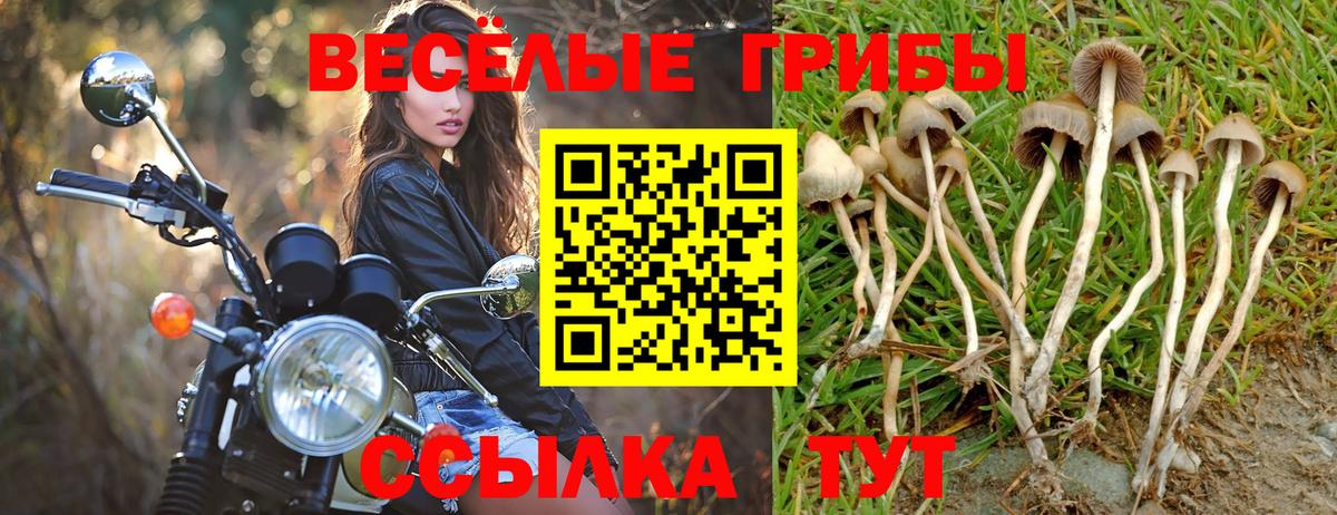 Псилоцибиновые грибы Psilocybine cubensis Александров